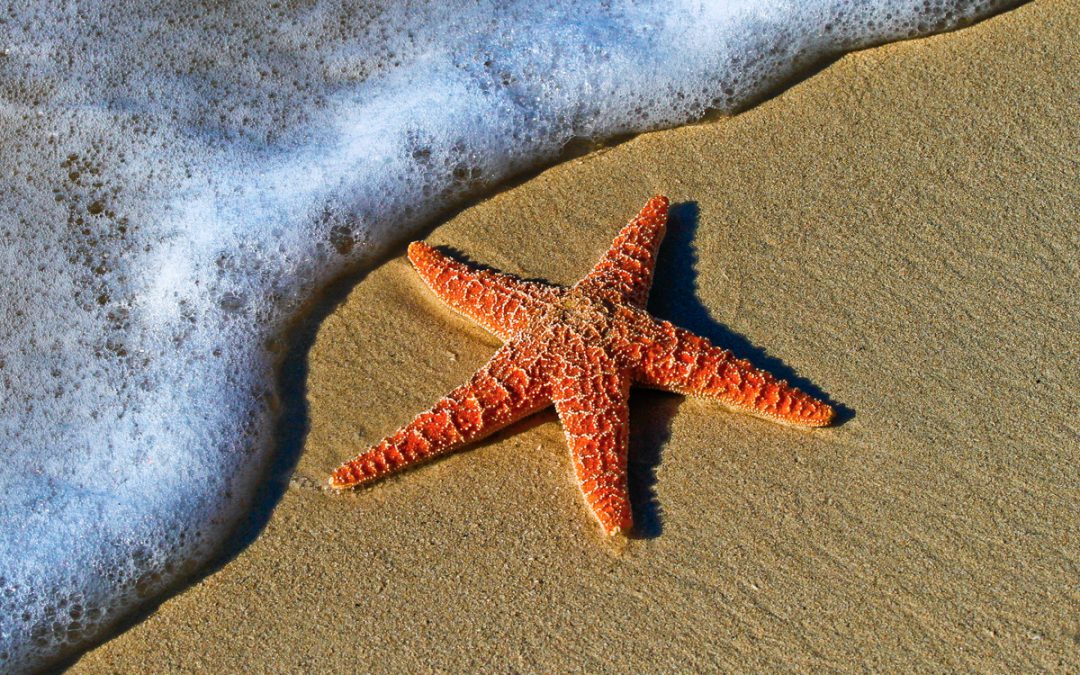 Grateful Starfishes